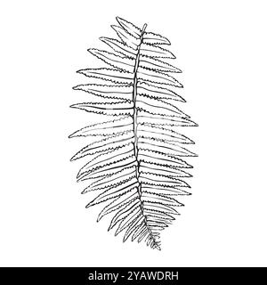 Handgezeichnete Farndarstellung. ferne Umrissskizze. Farnblätter. Vektorabbildung Stock Vektor