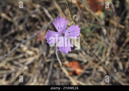 Eine rosafarbene Blume besticht durch ihre Zartheit und Eleganz. Stockfoto