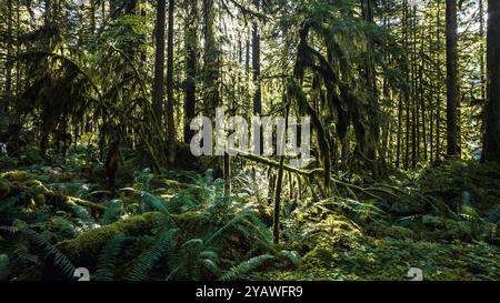 Grüne Öffnung in einer moosigen Waldlichtung im Pazifischen Nordwesten, USA Stockfoto