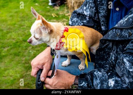 Ein Chihuahua mit Einer preisgekrönten Rosette auf der Hartfield Village Fete Dog Show in Hartfield, East Sussex, Großbritannien. Stockfoto