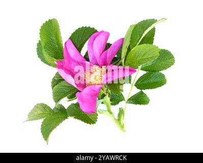 Invasive Sträucher Rugosa Rose Rosa Rugosa rosa Blume Nahaufnahme isoliert auf weißem Hintergrund Stockfoto