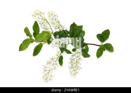 Nahaufnahme von Vogelkirschbaum Prunus padus weiße Blumen isoliert Stockfoto