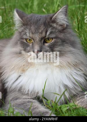 Nahaufnahme auf dem Gesicht einer grauen reinrassigen sibirischen Katze Stockfoto