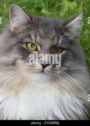 Nahaufnahme auf dem Gesicht einer grauen reinrassigen sibirischen Katze Stockfoto