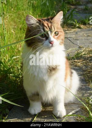 Dreifarbige sibirische Langhaarkatze im Freien Stockfoto