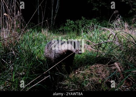 GER, Natur, Wildtiere im Wald / 28.09.2024, Wald, Lübeck, GER, Natur, Wildtiere im Wald im Bild / Bild zeigt Dachs Meles Meles aufgenommen mit einem autarken *** GER, Nature, Wildlife in the Forest 28 09 2024, Forest, Lübeck, GER, Nature, Wildtiere im Wald im Bild zeigt Badger Meles meles, aufgenommen mit einem eigenständigen Nordfoto GmbHxTauchnitz nph00059 Stockfoto