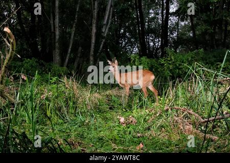 GER, Natur, Wildtiere im Wald / 17.09.2024, Wald, Lübeck, GER, Natur, Wildtiere im Wald im Bild / Bild zeigt Rehbock Capreolus capreolus aufgenommen mit einem autarken *** GER, Nature, Wildlife in the Forest 17 09 2024, Forest, Lübeck, GER, Nature, Wildtiere im Wald im Bild zeigt Rehbock Capreolus capreolus capreolus, fotografiert mit einem eigenständigen Nordfoto GmbHxTauchnitz nph00059 Stockfoto