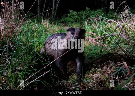 GER, Natur, Wildtiere im Wald / 28.09.2024, Wald, Lübeck, GER, Natur, Wildtiere im Wald im Bild / Bild zeigt Dachs Meles Meles aufgenommen mit einem autarken *** GER, Nature, Wildlife in the Forest 28 09 2024, Forest, Lübeck, GER, Nature, Wildtiere im Wald im Bild zeigt Badger Meles meles, aufgenommen mit einem eigenständigen Nordfoto GmbHxTauchnitz nph00059 Stockfoto