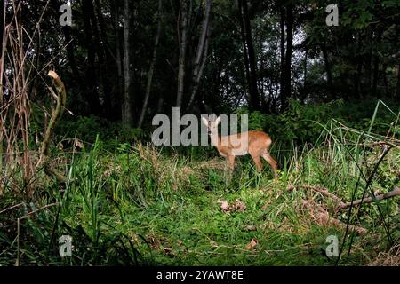 GER, Natur, Wildtiere im Wald / 17.09.2024, Wald, Lübeck, GER, Natur, Wildtiere im Wald im Bild / Bild zeigt Rehbock Capreolus capreolus aufgenommen mit einem autarken *** GER, Nature, Wildlife in the Forest 17 09 2024, Forest, Lübeck, GER, Nature, Wildtiere im Wald im Bild zeigt Rehbock Capreolus capreolus capreolus, fotografiert mit einem eigenständigen Nordfoto GmbHxTauchnitz nph00059 Stockfoto