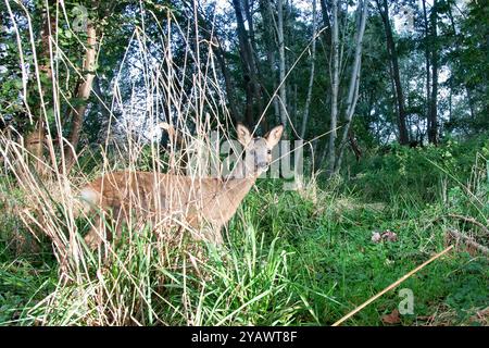 GER, Natur, Wildtiere im Wald / 28.09.2024, Wald, Lübeck, GER, Natur, Wildtiere im Wald im Bild / Bild zeigt Reh Capreolus capreolus aufgenommen mit einem autarken *** GER, Nature, Wildlife in the Forest 28 09 2024, Forest, Lübeck, GER, Nature, Wildtiere im Wald im Bild zeigt Reh Capreolus capreolus, aufgenommen mit einem autarken Nordfoto GmbHxTauchnitz nph00059 Stockfoto