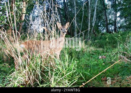 GER, Natur, Wildtiere im Wald / 28.09.2024, Wald, Lübeck, GER, Natur, Wildtiere im Wald im Bild / Bild zeigt Reh Capreolus capreolus aufgenommen mit einem autarken *** GER, Nature, Wildlife in the Forest 28 09 2024, Forest, Lübeck, GER, Nature, Wildtiere im Wald im Bild zeigt Reh Capreolus capreolus, aufgenommen mit einem autarken Nordfoto GmbHxTauchnitz nph00059 Stockfoto