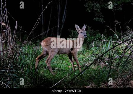 GER, Natur, Wildtiere im Wald / 01.10.2024, Wald, Lübeck, GER, Natur, Wildtiere im Wald im Bild / Bild zeigt Reh Capreolus capreolus aufgenommen mit einem autarken *** DE, Nature, Wildlife in the Forest 01 10 2024, Forest, Lübeck, GER, Nature, Wildtiere im Wald im Bild zeigt Reh Capreolus capreolus, aufgenommen mit einem autarken Nordfoto GmbHxTauchnitz nph00059 Stockfoto