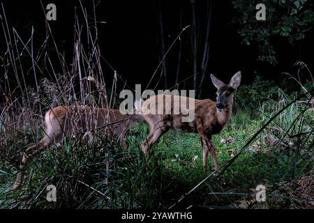 GER, Natur, Wildtiere im Wald / 01.10.2024, Wald, Lübeck, GER, Natur, Wildtiere im Wald im Bild / Bild zeigt Reh Capreolus capreolus aufgenommen mit einem autarken *** DE, Nature, Wildlife in the Forest 01 10 2024, Forest, Lübeck, GER, Nature, Wildtiere im Wald im Bild zeigt Reh Capreolus capreolus, aufgenommen mit einem autarken Nordfoto GmbHxTauchnitz nph00059 Stockfoto