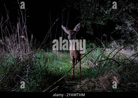 GER, Natur, Wildtiere im Wald / 01.10.2024, Wald, Lübeck, GER, Natur, Wildtiere im Wald im Bild / Bild zeigt Reh Capreolus capreolus aufgenommen mit einem autarken *** DE, Nature, Wildlife in the Forest 01 10 2024, Forest, Lübeck, GER, Nature, Wildtiere im Wald im Bild zeigt Reh Capreolus capreolus, aufgenommen mit einem autarken Nordfoto GmbHxTauchnitz nph00059 Stockfoto