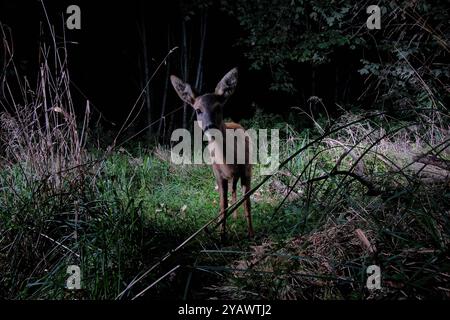 GER, Natur, Wildtiere im Wald / 01.10.2024, Wald, Lübeck, GER, Natur, Wildtiere im Wald im Bild / Bild zeigt Reh Capreolus capreolus aufgenommen mit einem autarken *** DE, Nature, Wildlife in the Forest 01 10 2024, Forest, Lübeck, GER, Nature, Wildtiere im Wald im Bild zeigt Reh Capreolus capreolus, aufgenommen mit einem autarken Nordfoto GmbHxTauchnitz nph00059 Stockfoto