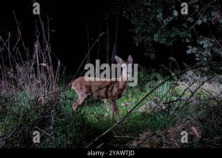 GER, Natur, Wildtiere im Wald / 01.10.2024, Wald, Lübeck, GER, Natur, Wildtiere im Wald im Bild / Bild zeigt Reh Capreolus capreolus aufgenommen mit einem autarken *** DE, Nature, Wildlife in the Forest 01 10 2024, Forest, Lübeck, GER, Nature, Wildtiere im Wald im Bild zeigt Reh Capreolus capreolus, aufgenommen mit einem autarken Nordfoto GmbHxTauchnitz nph00059 Stockfoto