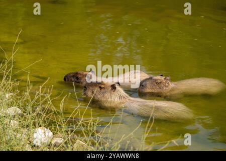 Eine Familie von Capybaras ruht im flachen Teil des Flusses in ihrem natürlichen Lebensraum Stockfoto