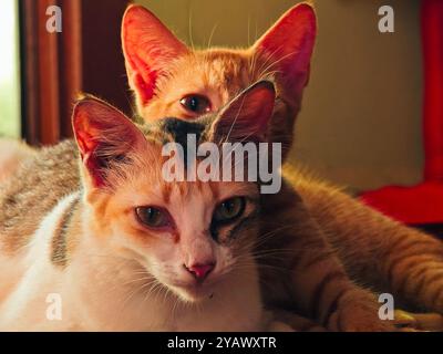 „Zwei neugierige Katzen, perfekt gemütlich und eingerahmt vom sanften Nachmittagslicht, die einen friedlichen Moment miteinander verbringen.“ Stockfoto