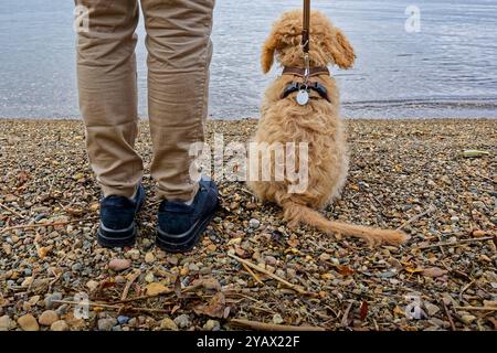 Der treue Begleiter. Die Frau mit ihrem Hund am Seeufer. Feldwies Bayern Deutschland *** die treue Begleiterin der Frau mit ihrem Hund am Seeufer Feldwies Bayern Deutschland Copyright: XRolfxPossx Stockfoto