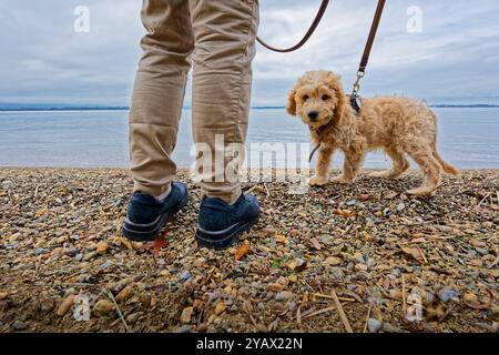 Der treue Begleiter. Die Frau mit ihrem Hund am Seeufer. Feldwies Bayern Deutschland *** die treue Begleiterin der Frau mit ihrem Hund am Seeufer Feldwies Bayern Deutschland Copyright: XRolfxPossx Stockfoto