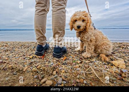 Der treue Begleiter. Die Frau mit ihrem Hund am Seeufer. Feldwies Bayern Deutschland *** die treue Begleiterin der Frau mit ihrem Hund am Seeufer Feldwies Bayern Deutschland Copyright: XRolfxPossx Stockfoto