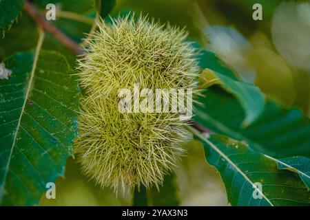 Eine detaillierte Nahaufnahme einer Reifen Kastanie, die sich in ihrer stacheligen Schale befindet. Das Bild fängt die Textur und Farbe der Kastanie ein und symbolisiert den Herbst Stockfoto