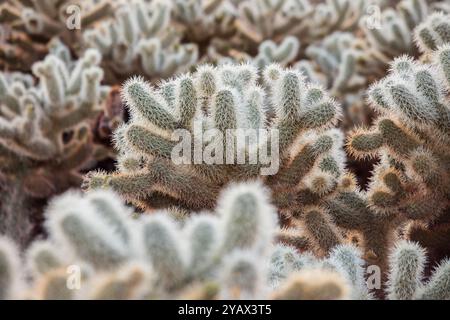 Blühender Cholla-Kaktus im Death Valley National Park, Kalifornien, USA Stockfoto