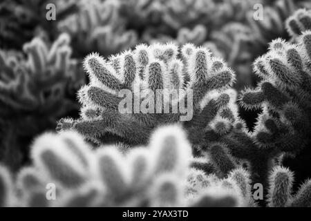 Blühender Cholla-Kaktus im Death Valley National Park, Kalifornien, USA Stockfoto