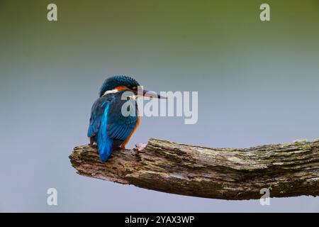 Eisvogel auf einer Zweige, klar im Hintergrund Stockfoto