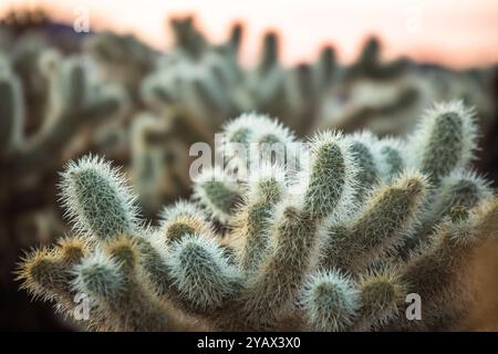 Blühender Cholla-Kaktus im Death Valley National Park, Kalifornien, USA Stockfoto