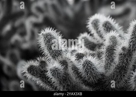 Blühender Cholla-Kaktus im Death Valley National Park, Kalifornien, USA Stockfoto