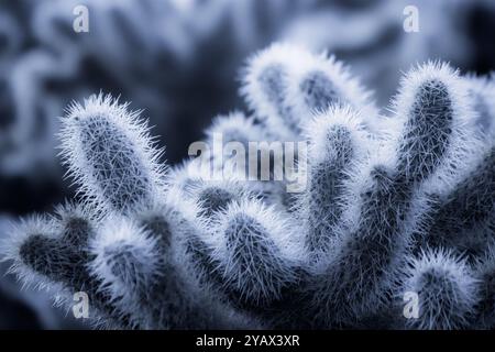 Blühender Cholla-Kaktus im Death Valley National Park, Kalifornien, USA Stockfoto