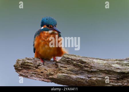 Eisvogel auf einer Zweige, klar im Hintergrund Stockfoto