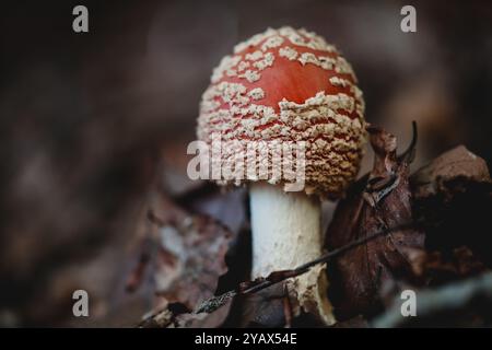 Ein detaillierter Blick auf einen lebendigen roten Pilz, der zwischen getrockneten Blättern im Wald wächst. Die Textur und Farbe des Pilzes sorgen für ein beeindruckendes natürliches Ko Stockfoto