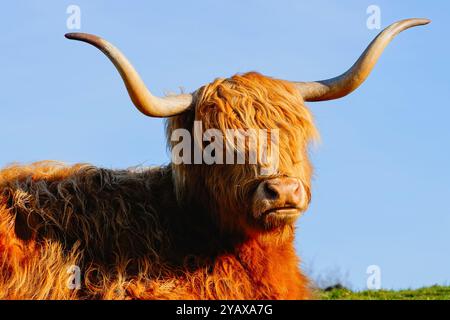 Nahaufnahme einer Ingwerkuh im Hochland vor einem blauen Winterhimmel. Stockfoto