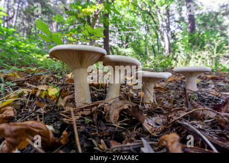Vier weiße Pilze im Wald auf trockenen Blättern. Clitocybe geopatra, nebularis, Infundibulicybe Stockfoto