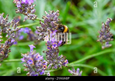Nahaufnahme einer Hummel, die Anfang September Pollen aus einer gewöhnlichen Lavendelblüte sammelt. Stockfoto