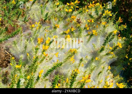 Das dicke, undurchsichtige Netz einer Gorse Spinnenmilbe haftet bei hellem Sonnenlicht an einem blühenden Ginsterstrauch. Stockfoto