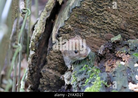Bankmaus (Myodes Glareolus) Stockfoto