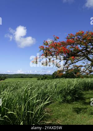 Blühende königliche poinciana-Bäume oder Delonix Regia und Zuckerrohrplantage, karibische Landschaft im Sommer Stockfoto