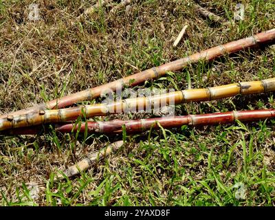 Drei ganze Stiele reifer Zuckerstangen verschiedener Sorten und Farben auf Gras Stockfoto