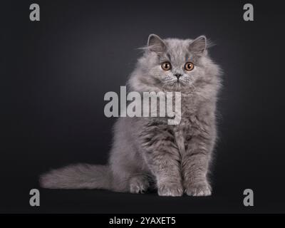 Entzückendes, flauschiges britisches Langhaar-Katzenkätzchen, das nach vorne gerichtet sitzt. Blick auf die Kamera mit orangefarbenen Augen, isoliert auf schwarzem Hintergrund. Stockfoto