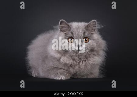 Entzückendes, flauschiges britisches Langhaar-Katzenkätzchen, das sich nach vorne legt und die Pfoten unter dem Körper gefaltet hat. Blick auf die Kamera mit orangen Augen, isoliert o Stockfoto