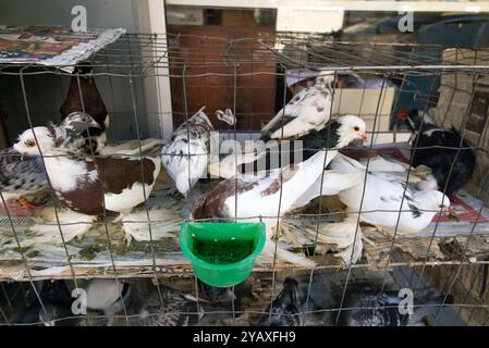 Vögel zum Verkauf auf dem Freiluftmarkt tirana albanien Stockfoto