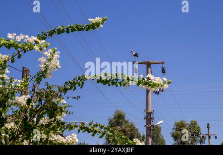 Ein Weißstorch 'Ciconia ciconia' an einem Telegrafenmast an einem sonnigen Tag Stockfoto