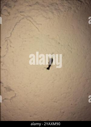 Webspinner (Embioptera) Insecta Stockfoto