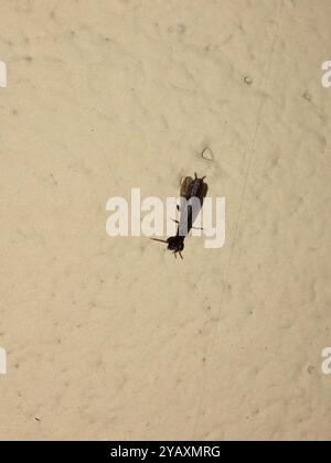 Webspinner (Embioptera) Insecta Stockfoto