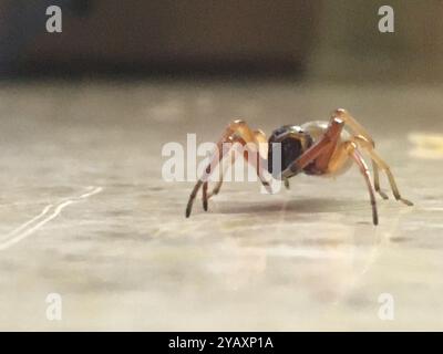 Breitgesäumte SAC-Spinne (Trachelas tranquillus) Arachnida Stockfoto