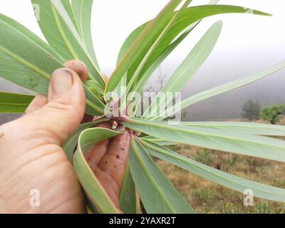 Sugarbush (Protea caffra caffra) Plantae Stockfoto