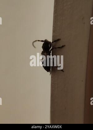 Großer Dornspitzenkäfer (Pogonocherus hispidulus) Insecta Stockfoto